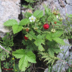 gen.Fragaria