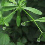 Galium aparine