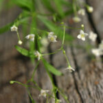 Galium sylvaticum