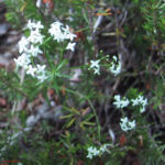 Galium pusillum