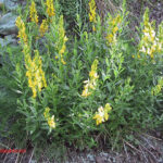 Genista tinctoria