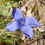 Gentiana ciliata