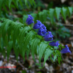 Gentiana asclepiadea*