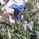 gen.Gentiana*