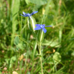 Gentiana utriculosa