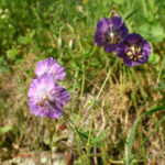 Geranium phaeum