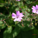 Geranium pyrenaicum