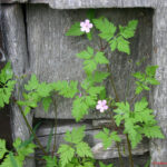 Geranium robertianum