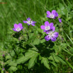 Geranium sylvaticum