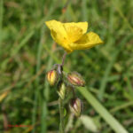 Helianthemum nummularium