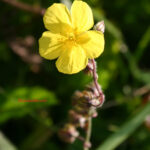 gen.Helianthemum