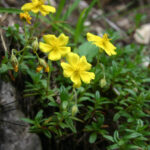 Helianthemum oelandicum