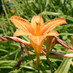 gen.Hemerocallis