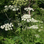 fam.UMBELLIFERAE
