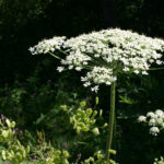 INFIORESCENZE AD OMBRELLE O CORIMBI