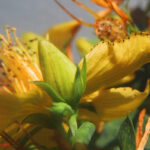 Hypericum perforatum