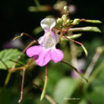 Impatiens balfourii
