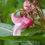 Impatiens glandulifera