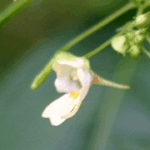 Impatiens parviflora
