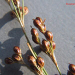 Juncus compressus
