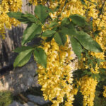 gen.Laburnum