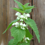 gen.Lamium