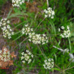 Laserpitium peucedanoides