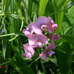 Lathyrus heterophyllus