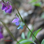 Lathyrus vernus