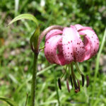 Lilium martagon