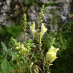 Linaria vulgaris