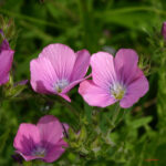 Linum viscosum