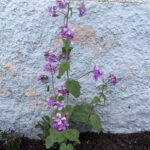 Lunaria annua