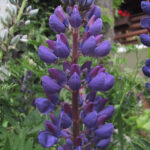 gen.Lupinus