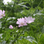 Malva alcea