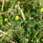 gen.Medicago