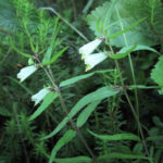 Melampyrum pratense