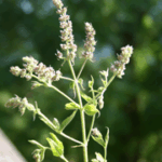 Mentha spicata