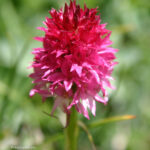 Nigritella miniata