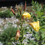 gen.Oenothera