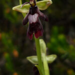 Ophrys insectifera