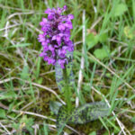 Orchis latifolia