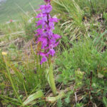 Orchis mascula
