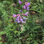 gen.Oxytropis