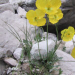 Papaver rhaeticum