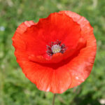 Papaver rhoeas