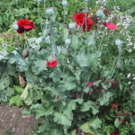 Papaver somniferum