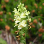 Pedicularis elongata