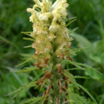 Pedicularis hacquetii