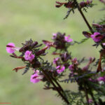 Pedicularis palustris